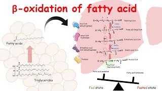 Beta oxidation of fatty acid | Fatty acid catabolism and its regulation