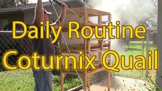 Keeping Coturnix Quail - How much work is it?