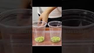 Grow Bean Sprouts at Home Without Soil - Easy Method You Should Know! #hydroponics#kitchentips#short