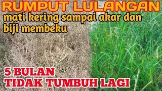 HERBISIDA NOMER 1 PEMBASMI RUMPUT LULANGAN