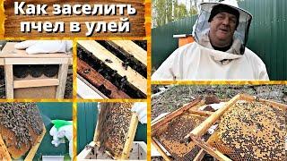 Как заселить пчел в улей. Без потерь и без последствий!