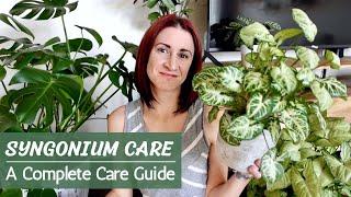 Complete Syngonium Care Guide | Arrowhead Plant Care and Propagation