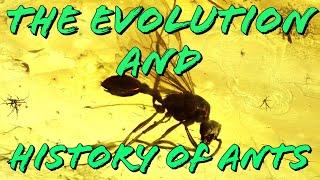 The Evolution and History of Ants