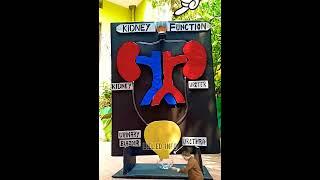 School Science projects l Kidney working model #diy #diycraft #beledinfo