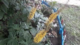 #ligularia #сад #бузульник / Бузульник Пржевальского(лат. ligularia Przewalskii).Золотые свечи сада