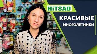 Лучшие Многолетники для Сада   Цветоводство с Хитсад ТВ