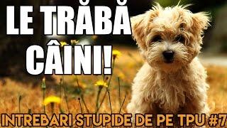 LE TRĂBĂ CÂINI! - Întrebări stupide de pe TPU.ro #7