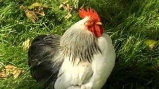 Pekin bantam rooster crowing in the morning full video