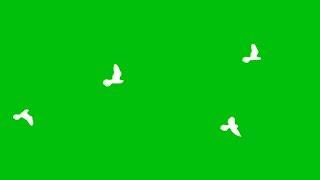 Flying bird green screen Full HD