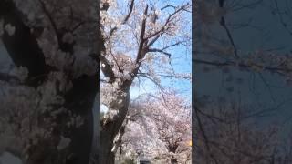 Enyoy the nature of Japan sakura #sakura #cherryblossom #nature