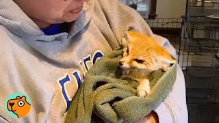 Lady Saves a Baby Fox And Becomes Her “Snuggle Buddy” | Cuddle Buddies