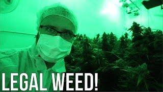 INSIDE a legal marijuana GROW OPERATION!