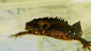 Great Crested Newts on Bill Oddie Goes Wild (2002)