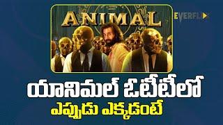 Ranbir Kapoor's 'Animal' to stream on this OTT Platform | Sandeep Reddy Vanga | EVERFLIX