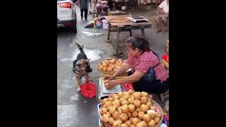 Amazing dog going shopping at the market.