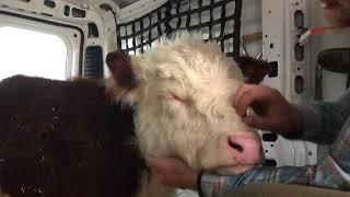 Just a man giving a face massage to a cow