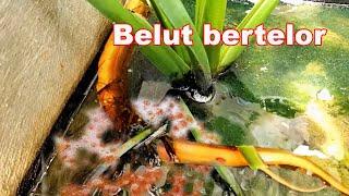 Ternyata begini proses belut bertelor kasihan banget lihatnya.