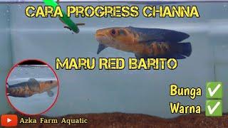 Treatment & Progres Channa Maru Red Barito sampai Bunga full