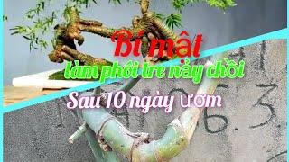 hành trình kiếm phôi tre về bonsai P2|| cách làm phôi mau ra rễ bamboo bonsai @minhkenvin