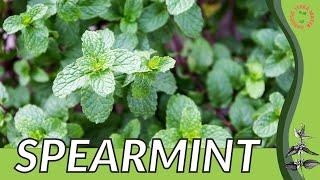 SPEARMINT Growth, Growing and Care Tips! (Mentha spicata)