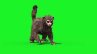 Green Screen | monkey images on green screen