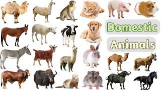 Domestic Animals Vocabulary ll 25 Domestic Animals Name In English With Pictures ll Domestic Animals
