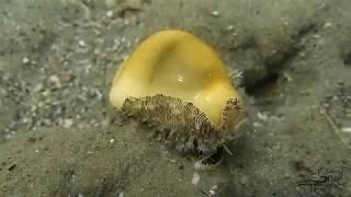 Cypraea moneta - Money Cowry