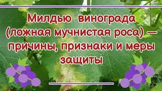 Милдью винограда — причины, признаки, профилактика, лечение.