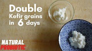 Double Kefir grains in 6 days