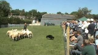 Devonairs Kelpie Demo2010