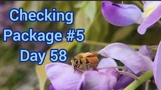 Day 58 - Inspecting Package #5 -  Beekeeping - May 18th, 2024