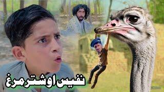 Nafees aw Shater Murgh | Pashto Funny Video | Pashto Drama 2024