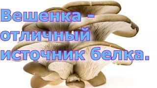 Вешенка  -  отличный источник белка.