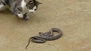 cat kills snake