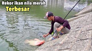 Rekor..!!Mancing Ikan Nila Babon Merah Terbesar