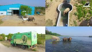 Virtual Tour of The Wildlife SOS Elephant Conservation  & Care Centre