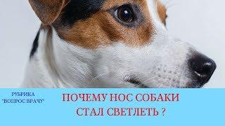 02.02.18 Нос собаки светлеет (осветление участка слизистой оболочки у собаки)