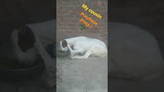 Desi goat  very beautiful and nice animal please subscribe and like this post please