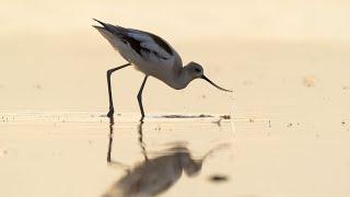 Audubon Rockies 2021 Year-end Video