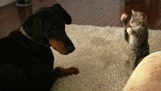 Dog Vs Cat: Cute 'Ninja' Kitten Shows Doberman Who's Boss