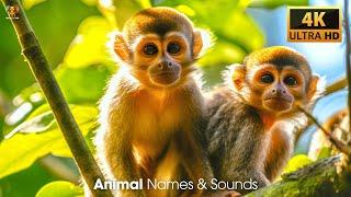 4K Ultra HD Animal Names & Sounds