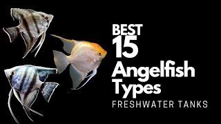 15 Best Types of Angelfish  (Don't Miss These Angels)