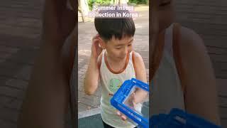 [Cute korean siblings] Cicada catching & observation experience in Korea #insects #cicada