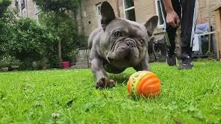 French Bulldogs -Reverse Sneezing : #FrenchieReverseSneezing #FrenchBulldogHealth #FrenchieBreathing