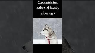 Curiosidades del Husky siberiano #dog #dogs #perros #animals #animales #husky #viral #shorts #short