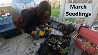 Potting On March Seedlings - Allotment Gardening For Beginners