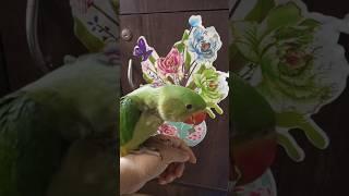 parrot/mitthu #parrotking #funny #birds #song