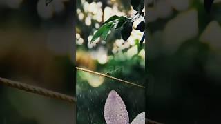 Make_3_layer_blended_videos_in_VN_app_|_mobile_photography_|_Dude_| #anmolmithu #anmol #viral