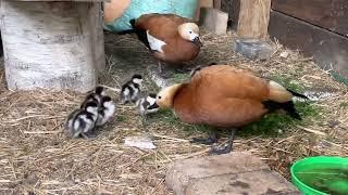 Ruddy Shelduck. Красная утка Огарь. Первый день на выходе.