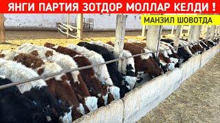 ЯНГИ ПАРТИЯ ЗОТДОР МОЛЛАР КЕЛДИ МАНЗИЛ ШОВОТДА АЗАМАТ ОҒАНИ ФЕРМАСИ !!! ХОРАЗМ БОЗОР